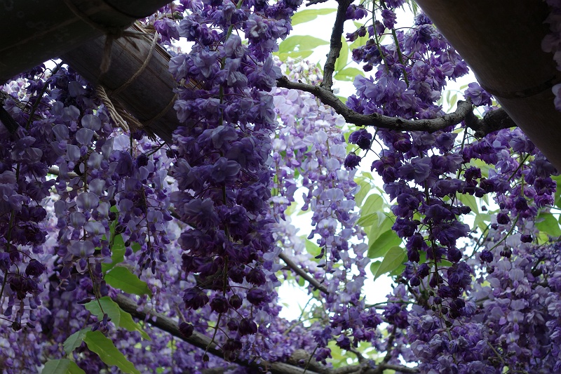 yaehuzi_150502.jpg